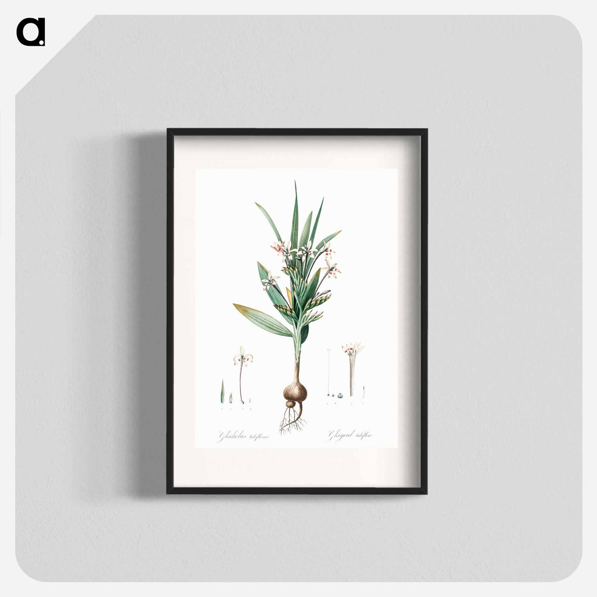 Baboon root illustration - Pierre Joseph Redouté Poster.