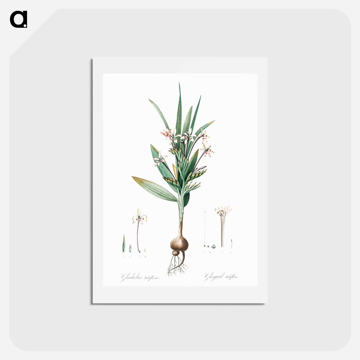 アートポストカード-Baboon root illustration - ピエール ジョゼフ ルドゥーテ Postcard.