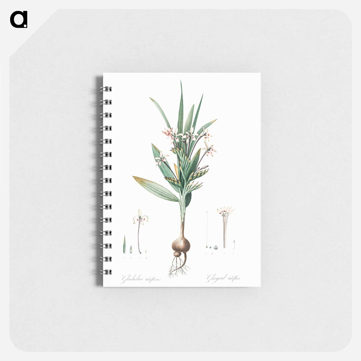 アートメモ帳-Baboon root illustration - ピエール ジョゼフ ルドゥーテ Memo.