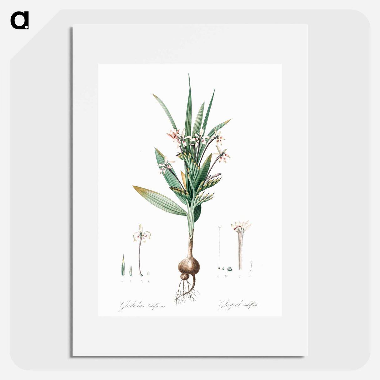 Baboon root illustration - Pierre Joseph Redouté Poster.