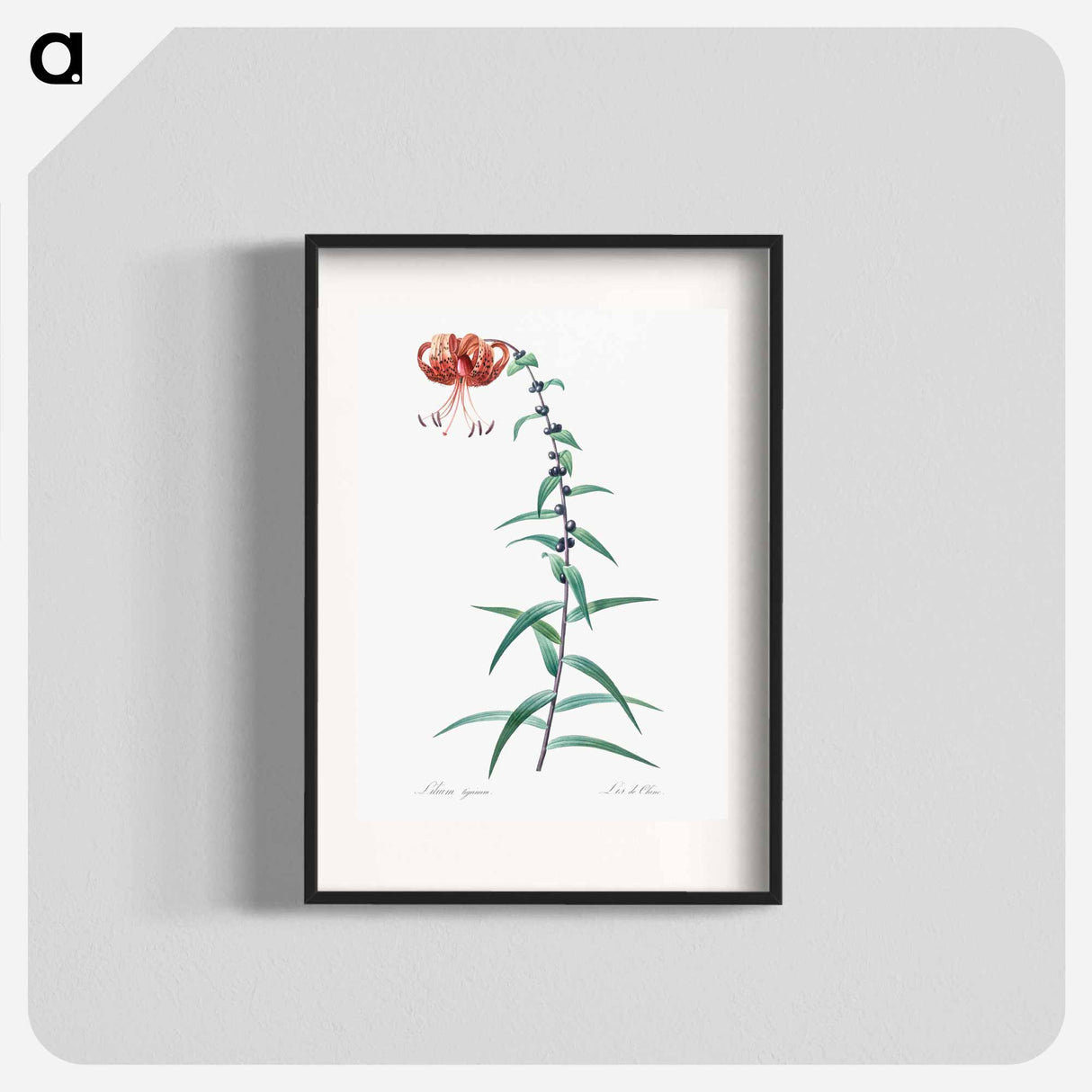 Tiger lily illustration - Pierre Joseph Redouté Poster.