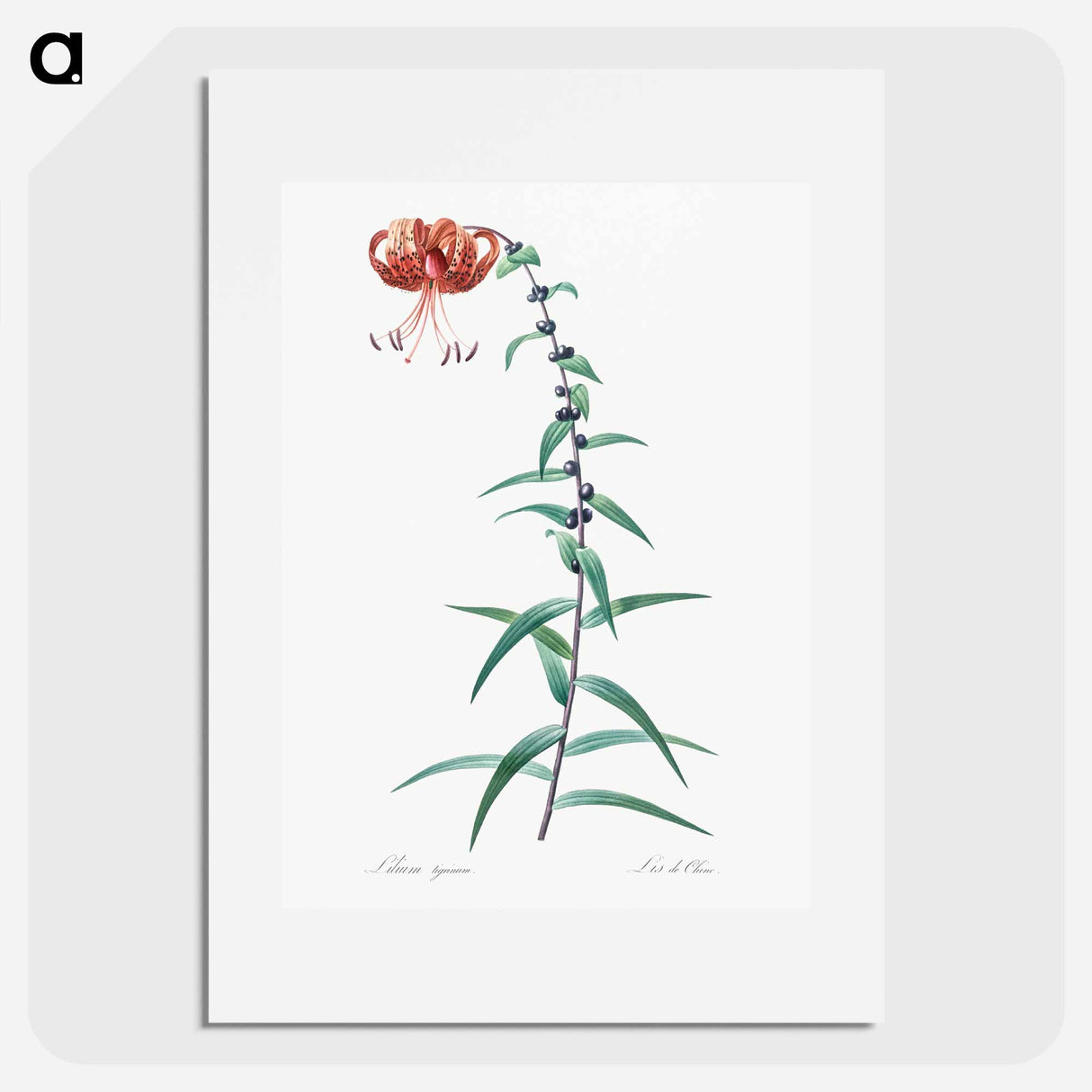 Tiger lily illustration - Pierre Joseph Redouté Poster.