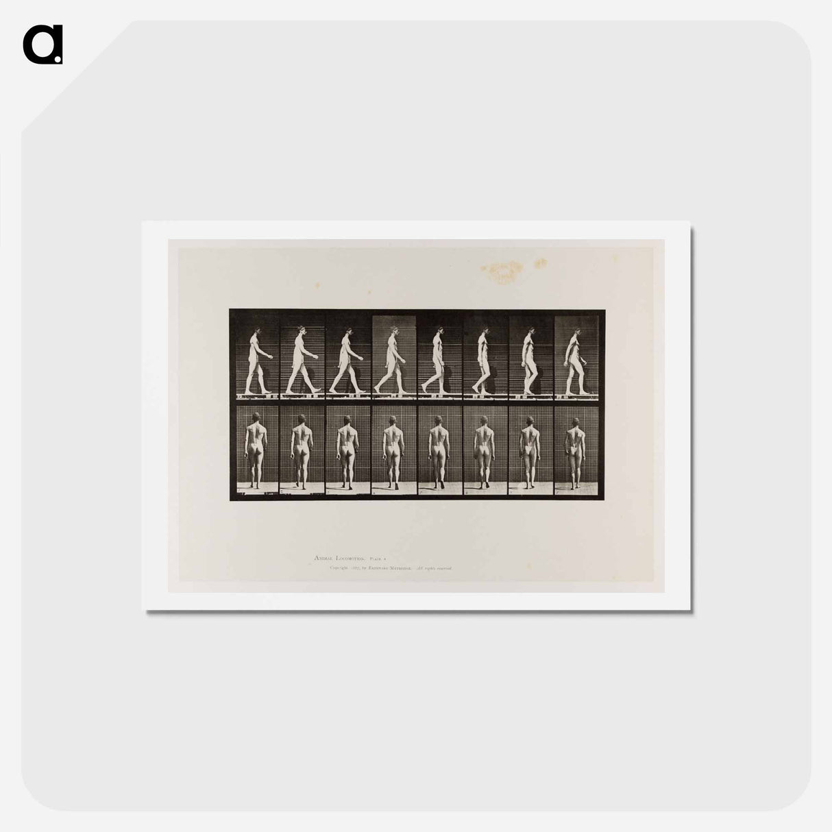 アートポストカード-Naked Man Walking
- エドワード マイブリッジ Postcard.