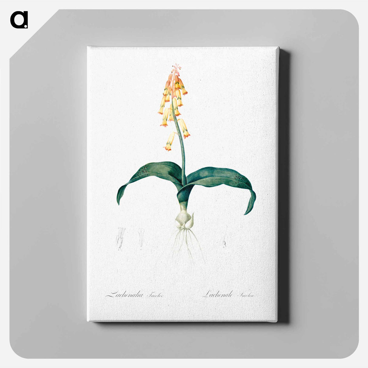アートパネル-Lachenalia tricolor - ピエール ジョゼフ ルドゥーテ Canvas.