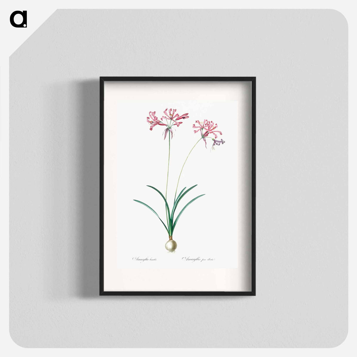 Nerine illustration from Les liliacées - Pierre Joseph Redouté Poster.