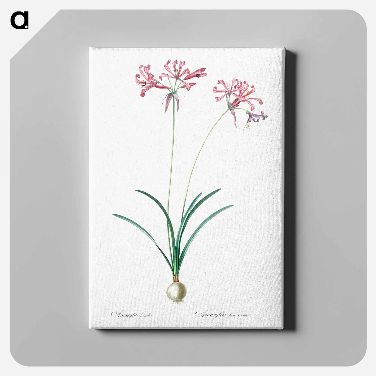 アートパネル-Nerine illustration from Les liliacées - ピエール ジョゼフ ルドゥーテ Canvas.