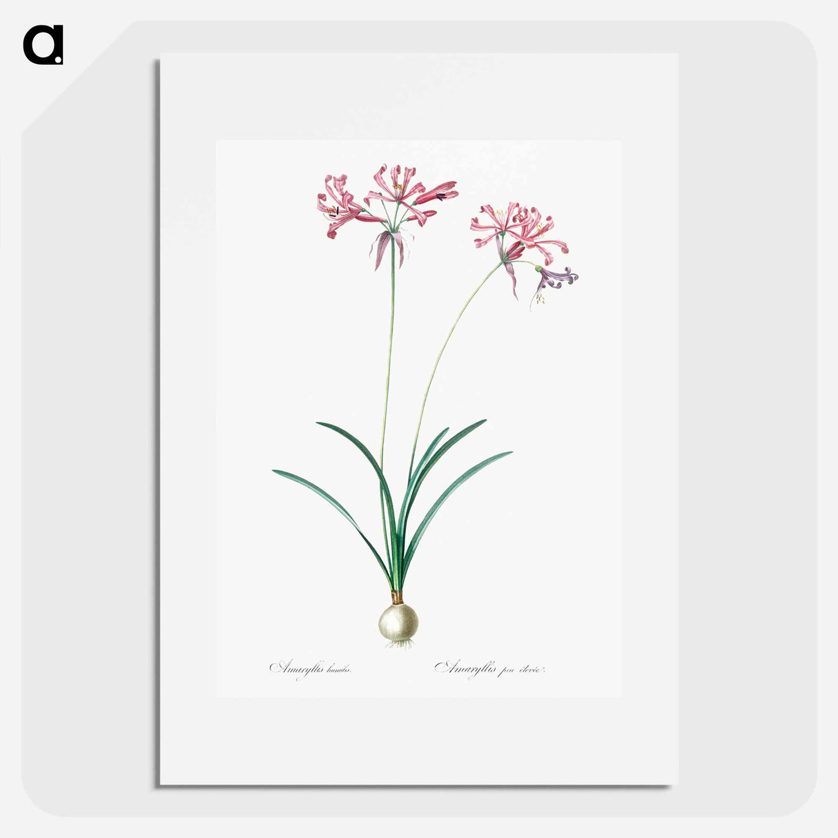 Nerine illustration from Les liliacées - Pierre Joseph Redouté Poster.