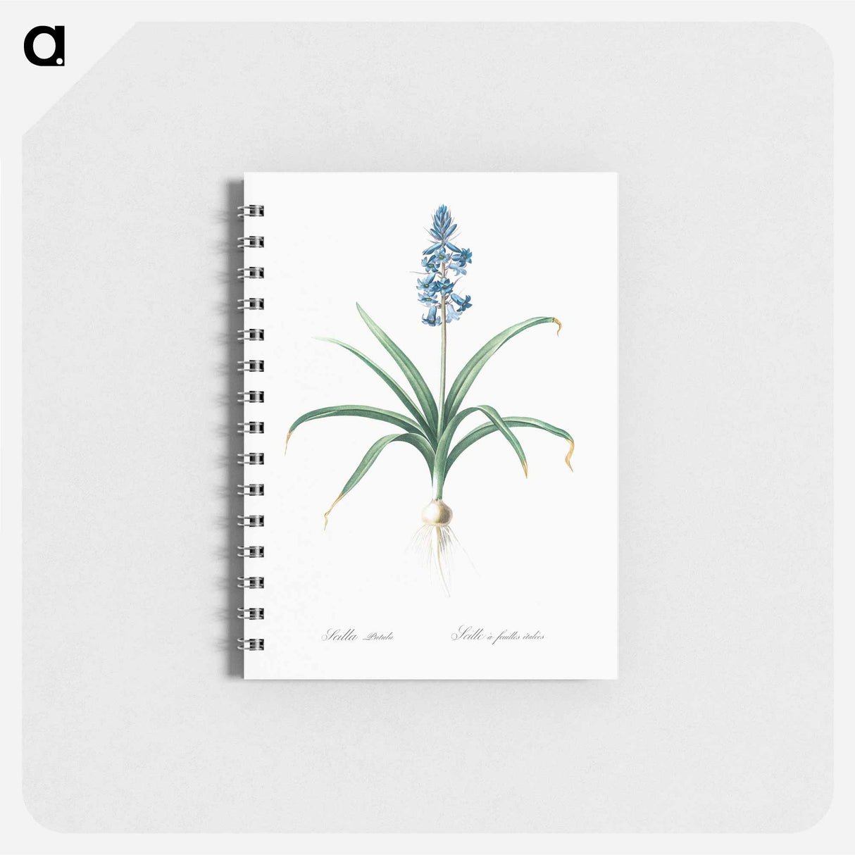 Scilla patula illustration - ピエール ジョゼフ ルドゥーテ Memo.