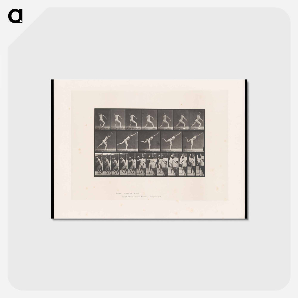 アートポストカード-The Thrower
- エドワード マイブリッジ Postcard.