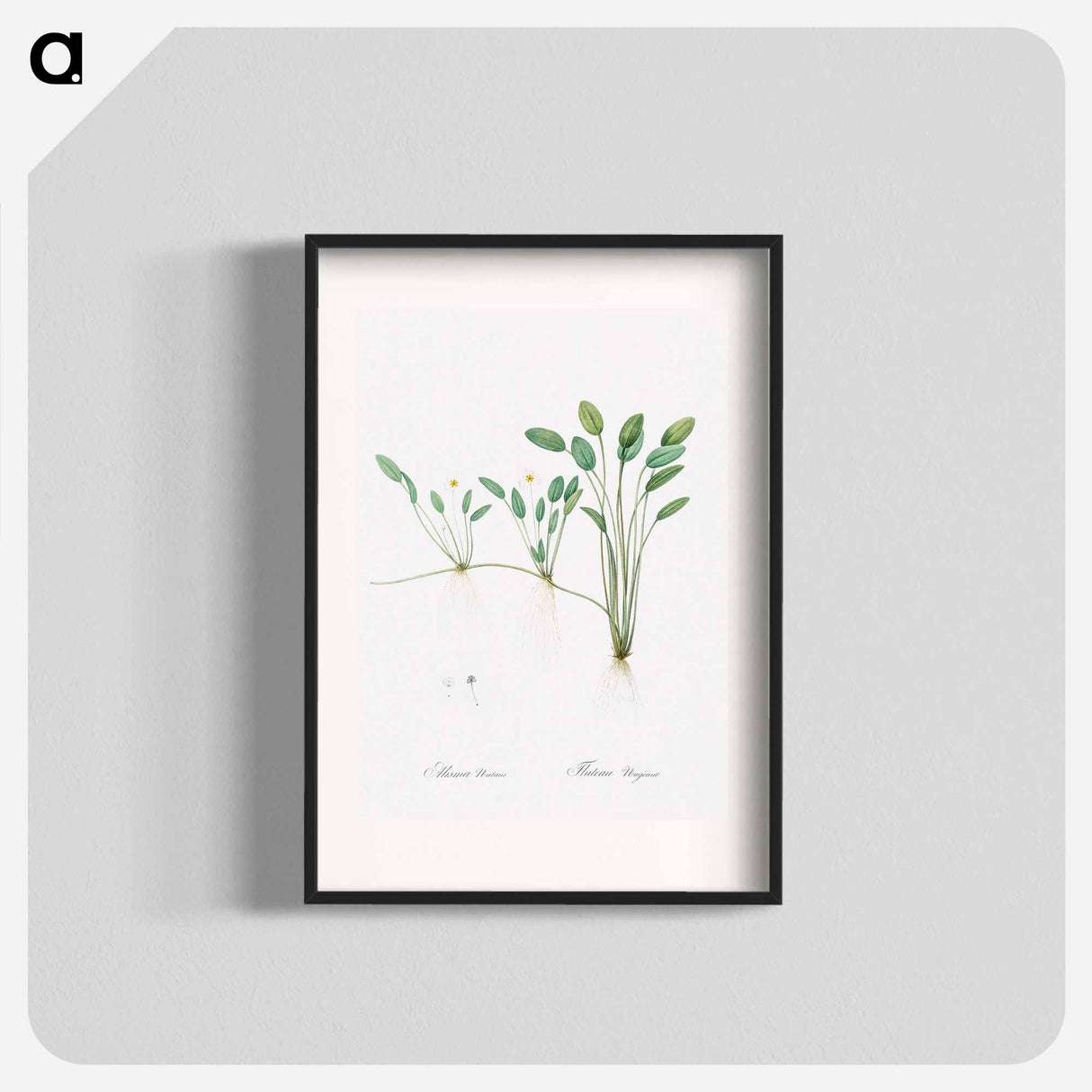 Floating water-plantain illustration - Pierre Joseph Redouté Poster.