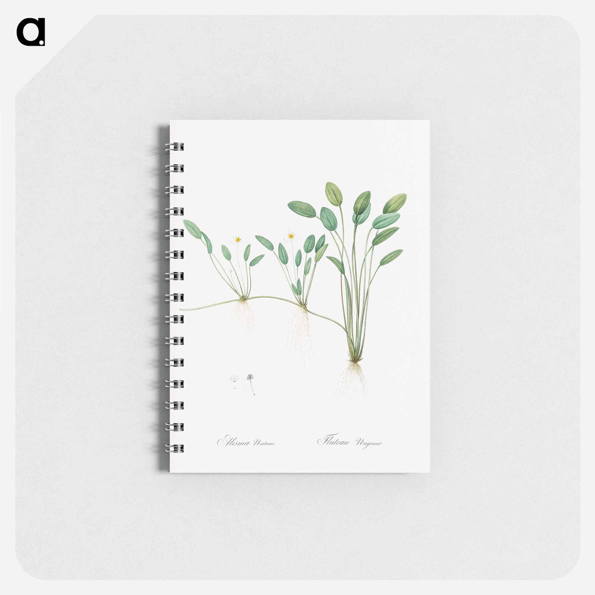 アートメモ帳-Floating water-plantain illustration - ピエール ジョゼフ ルドゥーテ Memo.