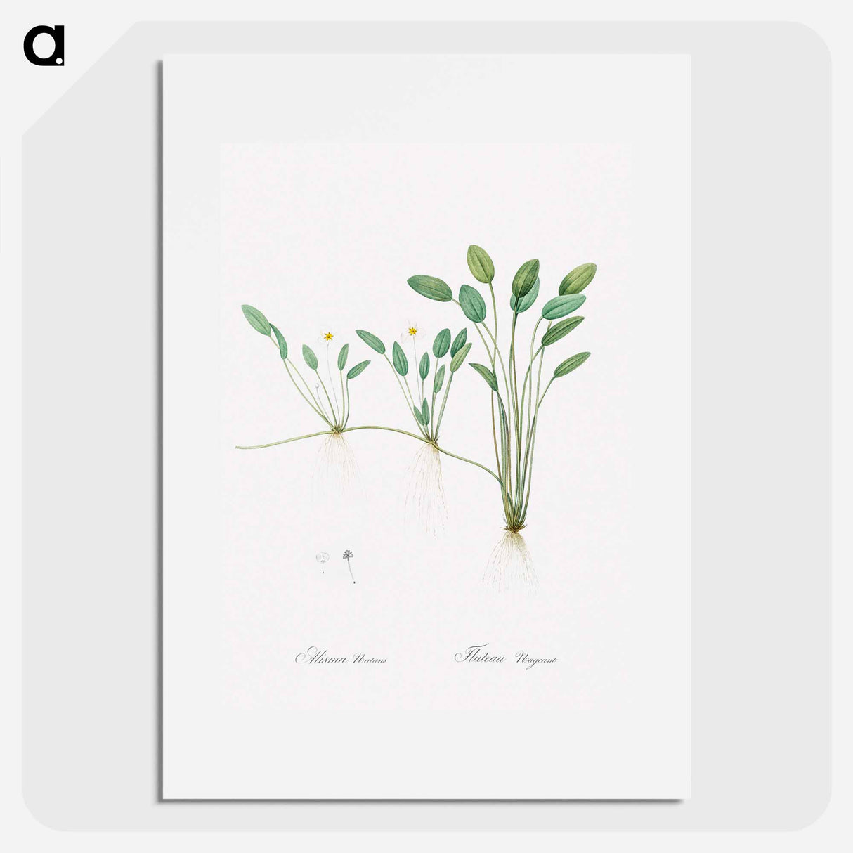 Floating water-plantain illustration - Pierre Joseph Redouté Poster.