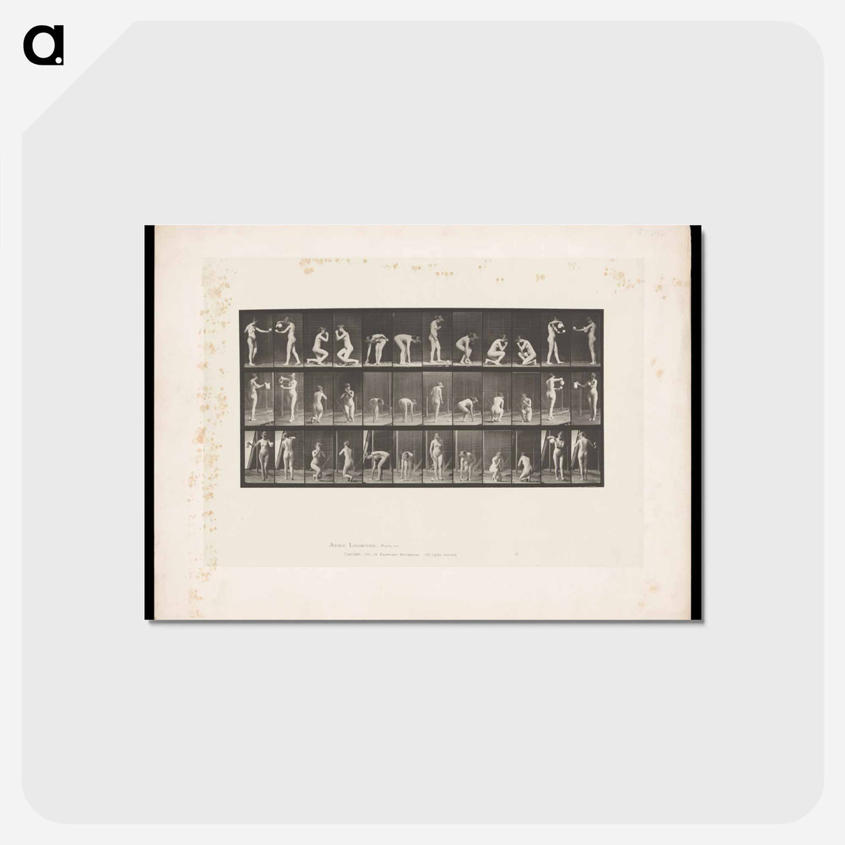 アートポストカード-A Woman's Ritual
- エドワード マイブリッジ Postcard.