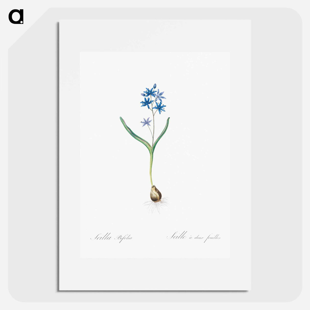 アートポスター-Alpine squill illustration - ピエール ジョゼフ ルドゥーテ Poster.