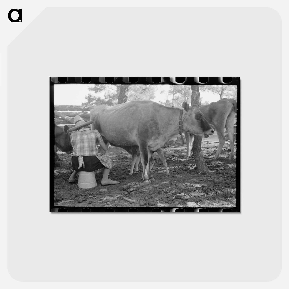 アートポストカード-Mrs. Caudill Milking
- ラッセル リー Postcard.