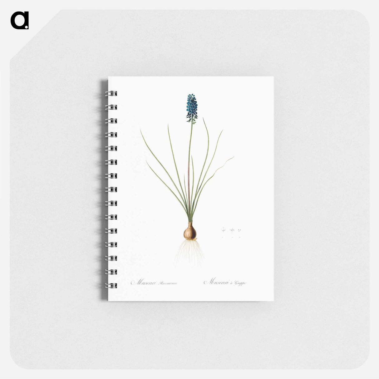 Grape hyacinth illustration - ピエール ジョゼフ ルドゥーテ Memo.