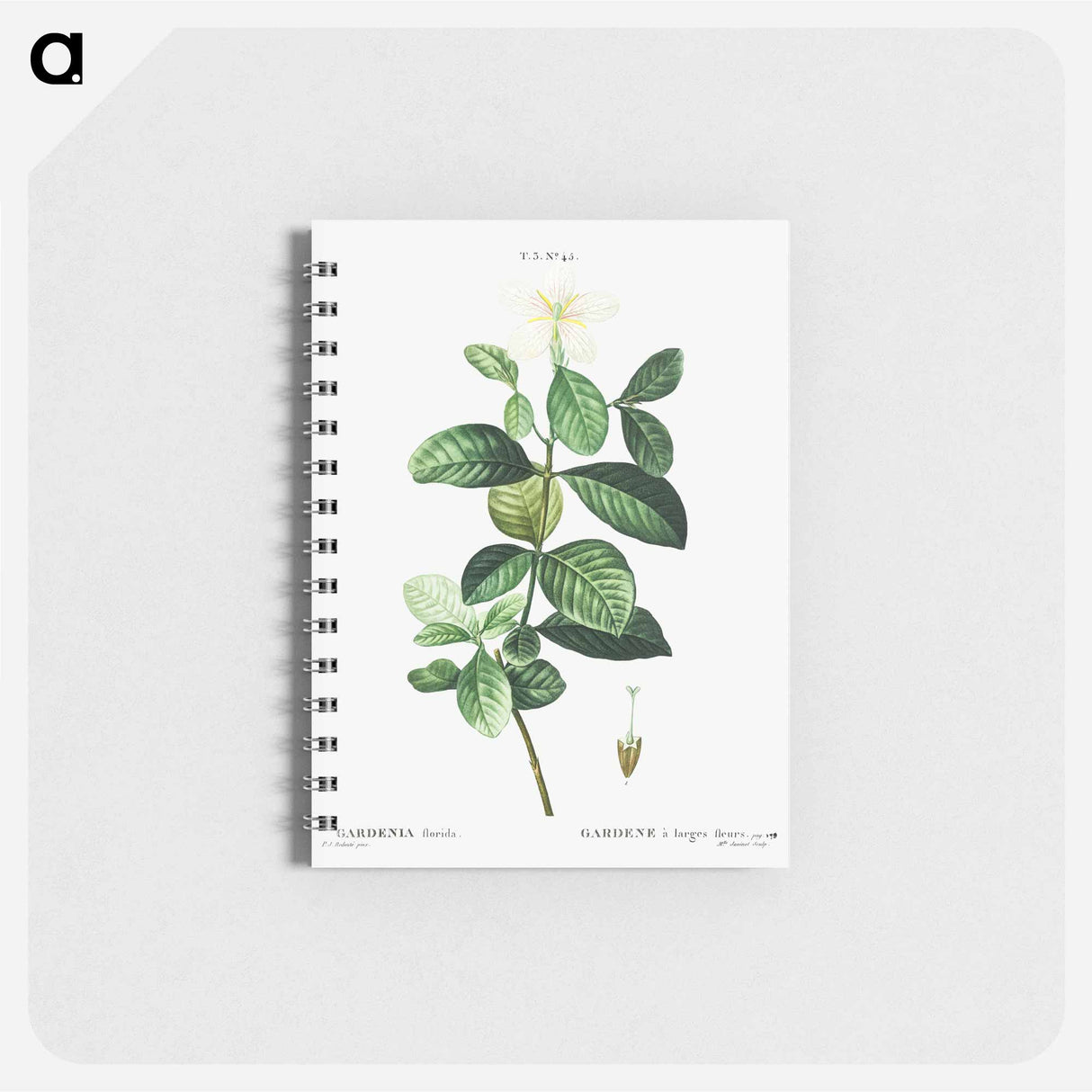 Gardenia - ピエール ジョゼフ ルドゥーテ Memo.
