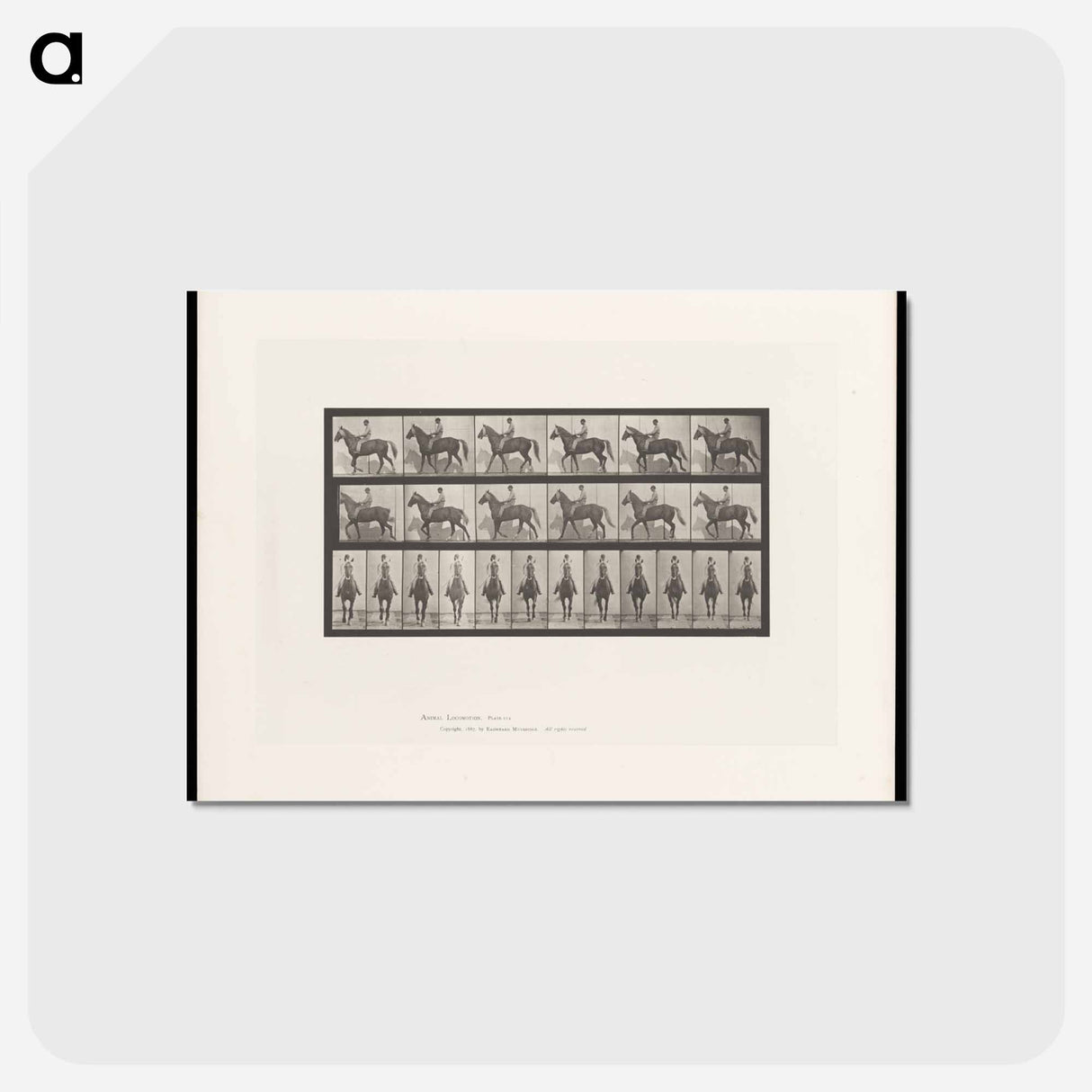 アートポストカード-Man on Horse
- エドワード マイブリッジ Postcard.