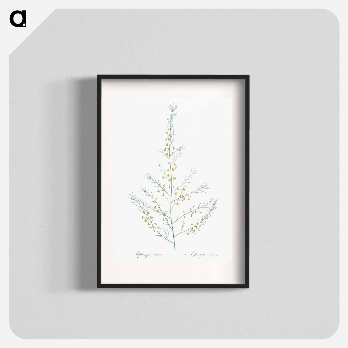 Sea asparagus illustration - Pierre Joseph Redouté Poster.