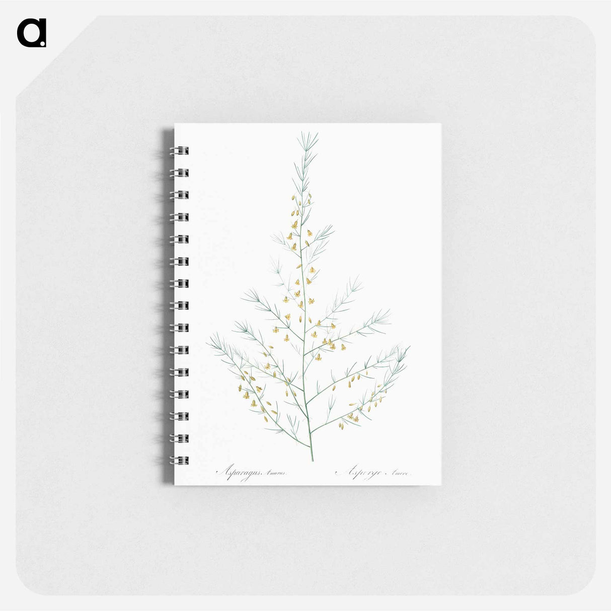 アートメモ帳-Sea asparagus illustration - ピエール ジョゼフ ルドゥーテ Memo.