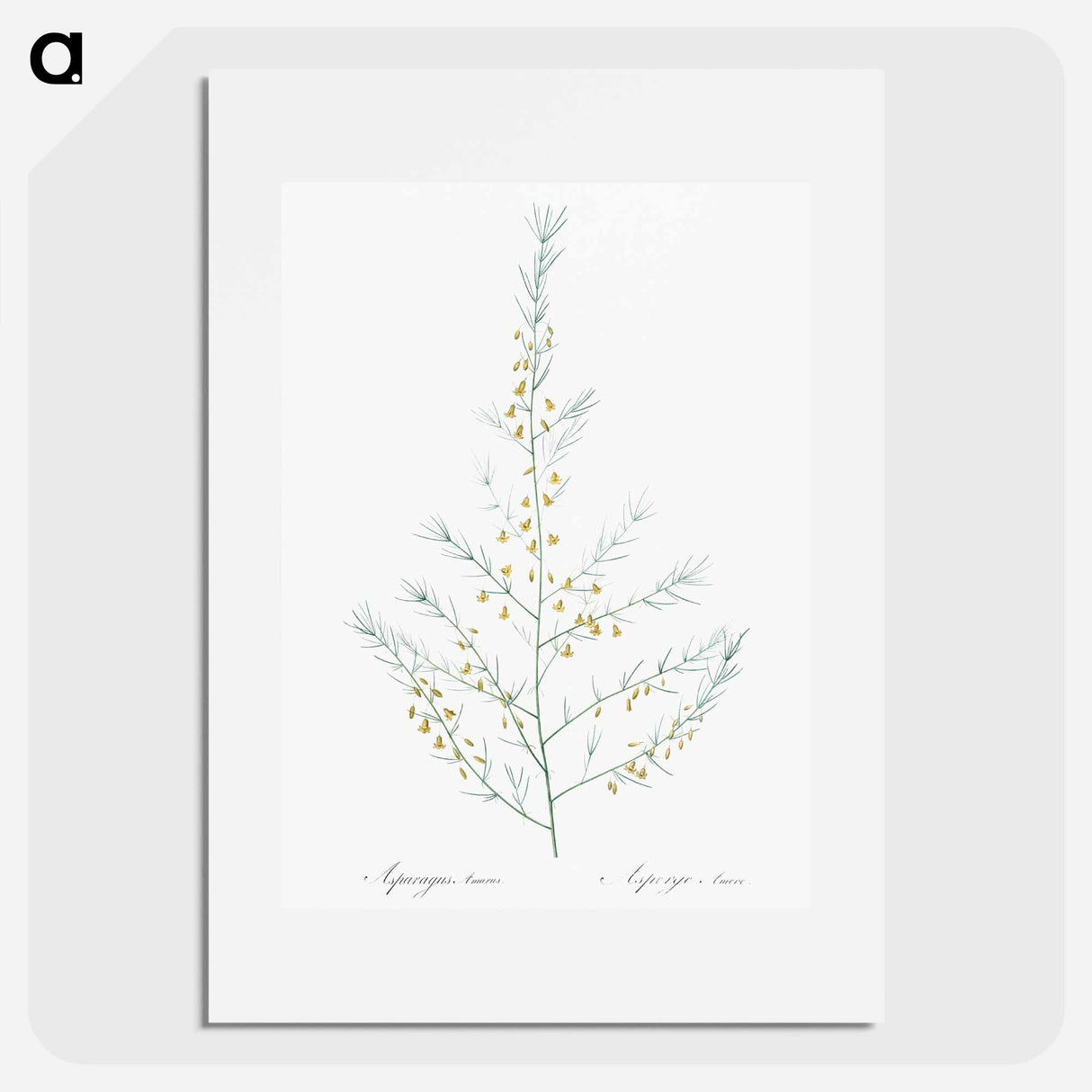 Sea asparagus illustration - Pierre Joseph Redouté Poster.