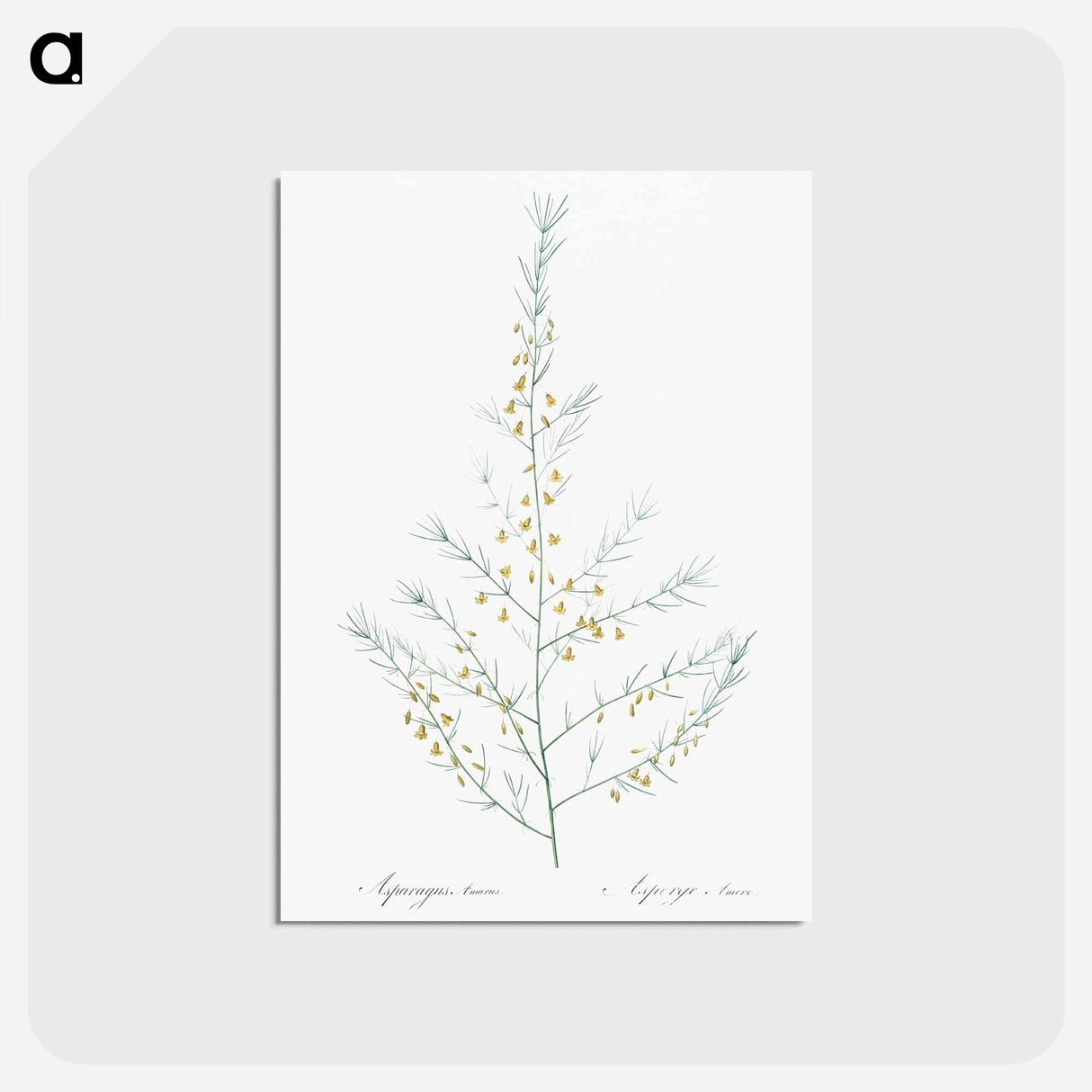 アートポストカード-Sea asparagus illustration - ピエール ジョゼフ ルドゥーテ Postcard.