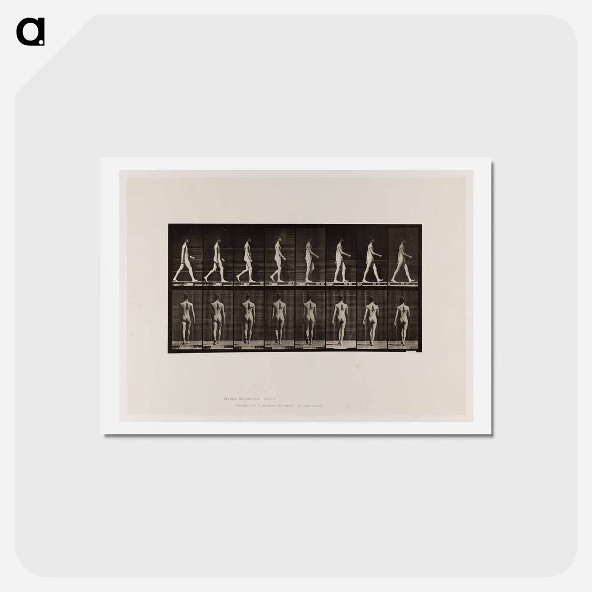 アートポストカード-Naked Man Walking
- エドワード マイブリッジ Postcard.