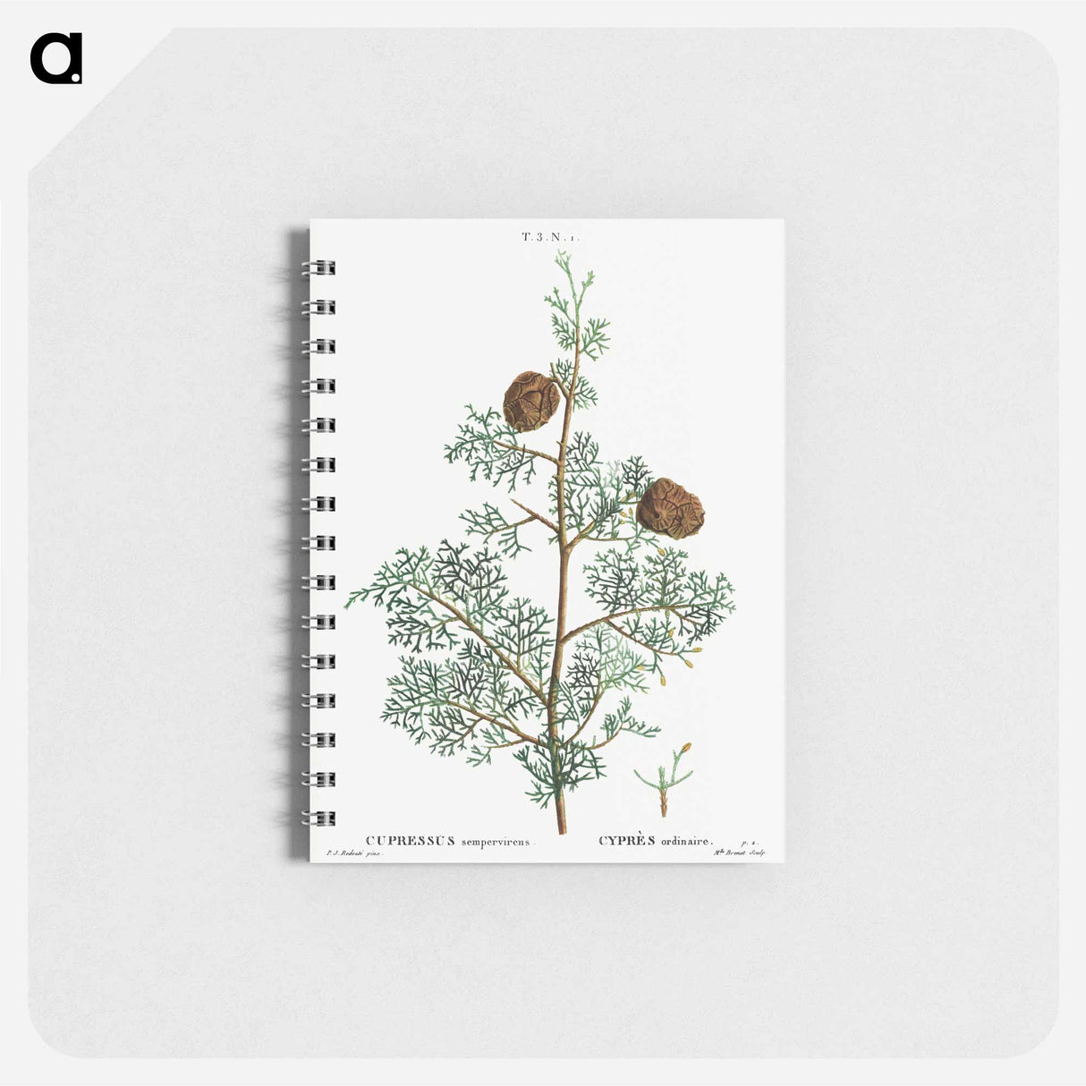 Mediterranean cypress - ピエール ジョゼフ ルドゥーテ Memo.