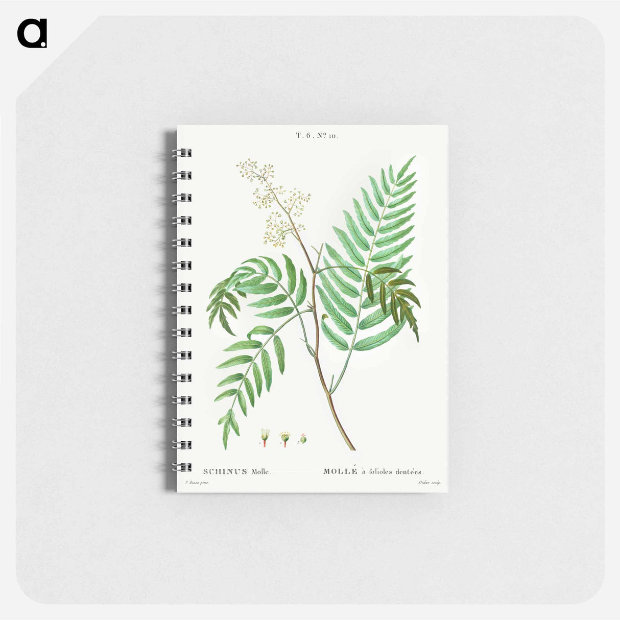 Peruvian pepper (Schinus molle) - ピエール ジョゼフ ルドゥーテ Memo.