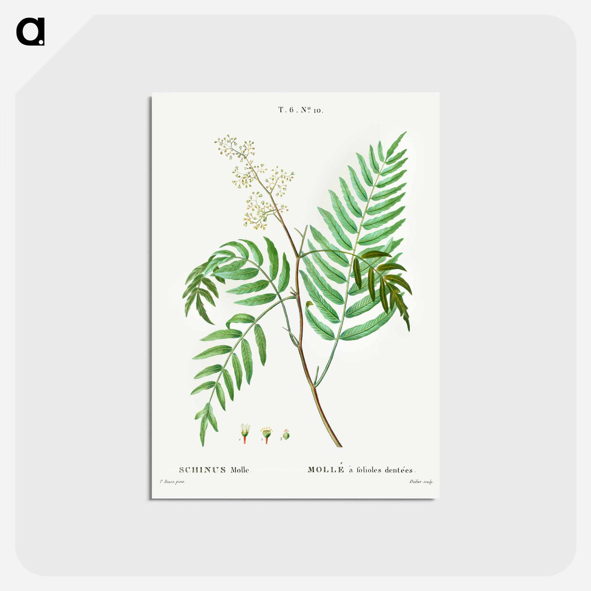 アートポストカード-Peruvian pepper (Schinus molle) - ピエール ジョゼフ ルドゥーテ Postcard.