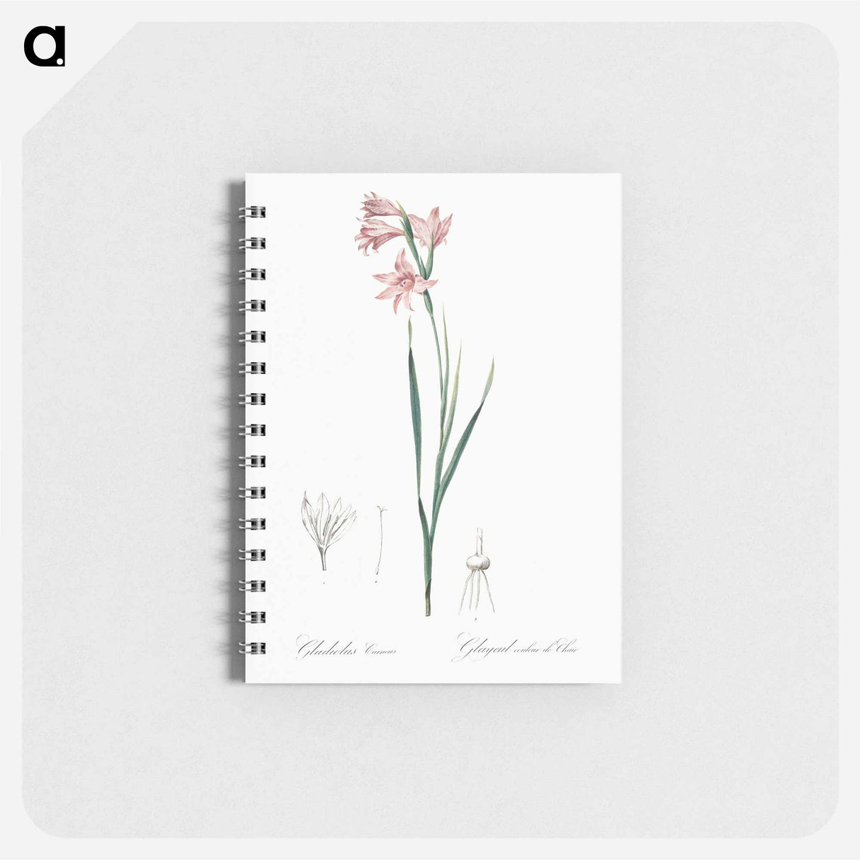 Painted lady illustration - ピエール ジョゼフ ルドゥーテ Memo.