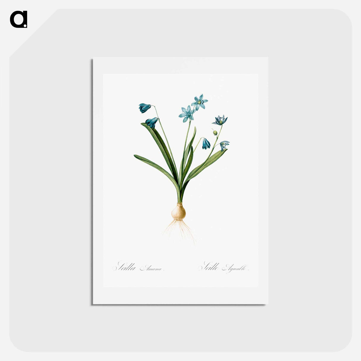 アートポストカード-Scilla amoena illustration - ピエール ジョゼフ ルドゥーテ Postcard.