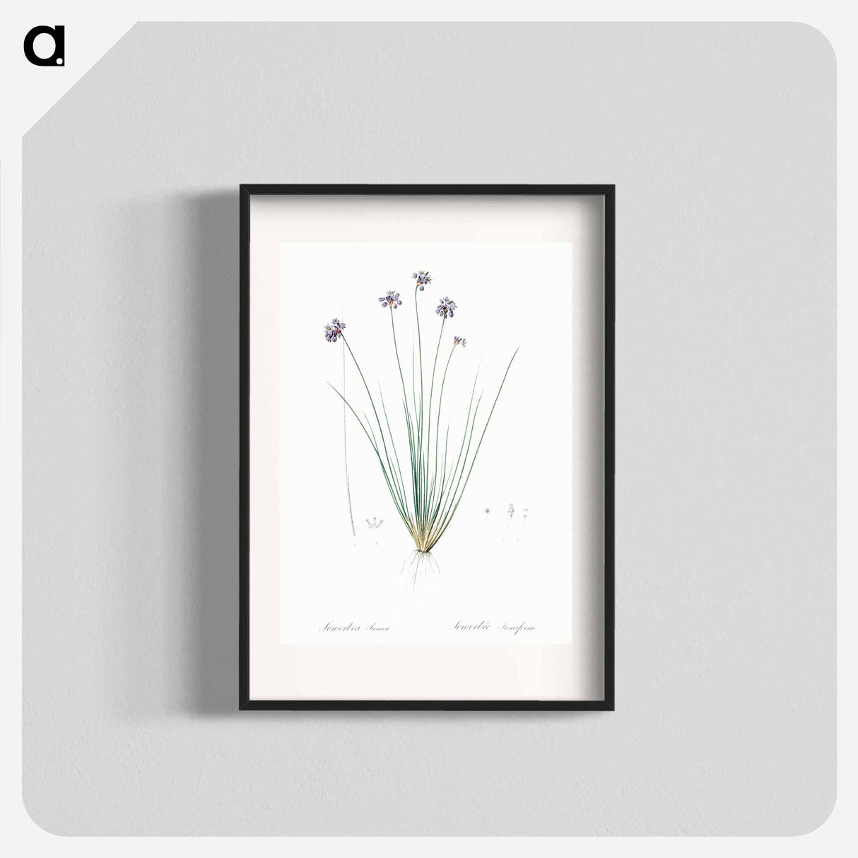 Vanilla lily illustration - Pierre Joseph Redouté Poster.