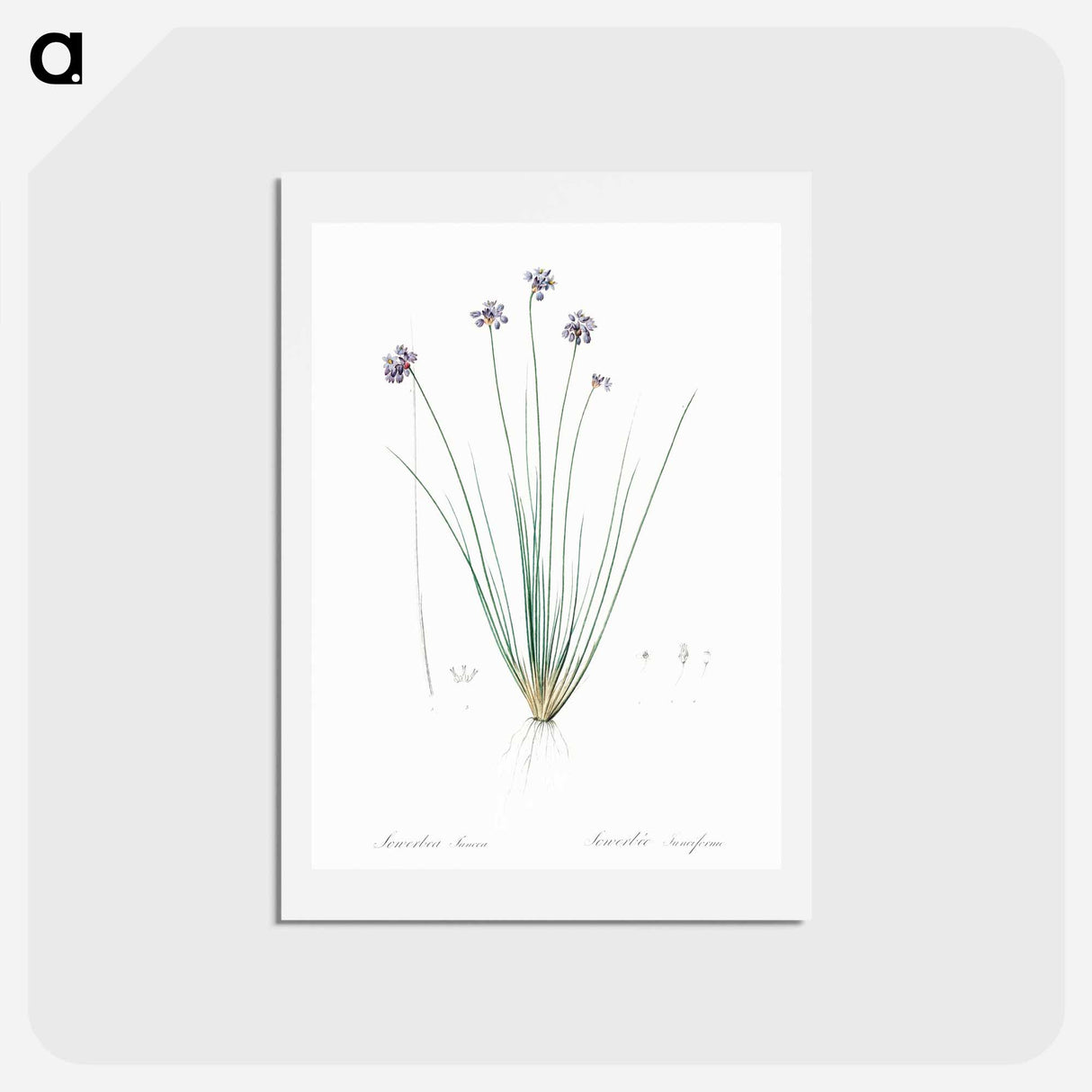 アートポストカード-Vanilla lily illustration - ピエール ジョゼフ ルドゥーテ Postcard.
