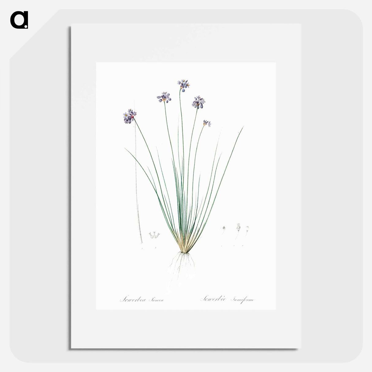 Vanilla lily illustration - Pierre Joseph Redouté Poster.