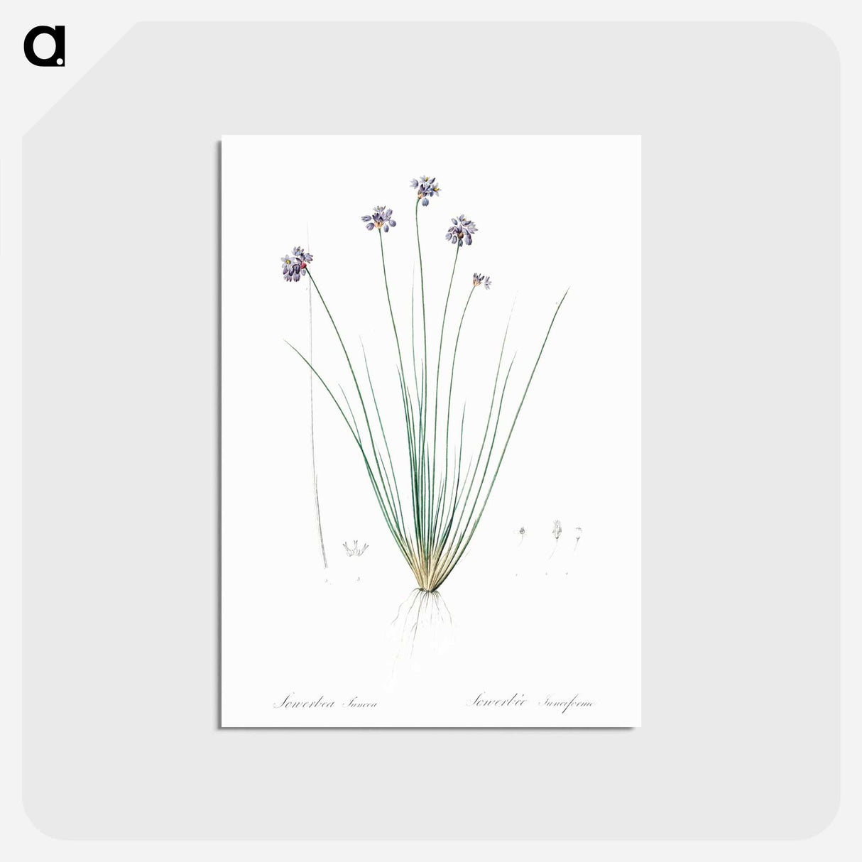 アートポストカード-Vanilla lily illustration - ピエール ジョゼフ ルドゥーテ Postcard.