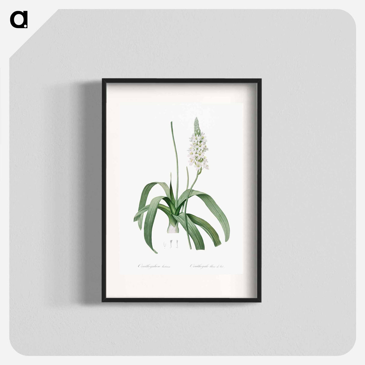 Narbonne Star-of-Bethlehem - Pierre-Joseph Redouté Poster.