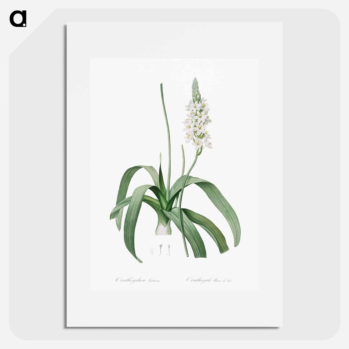 Narbonne Star-of-Bethlehem - Pierre-Joseph Redouté Poster.