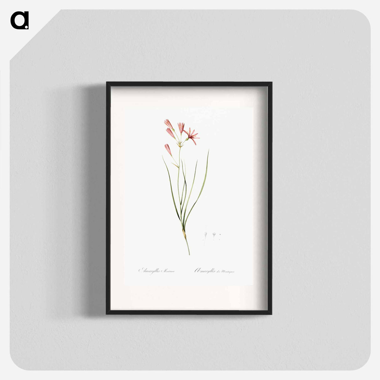 アートポスター-Amaryllis montana illustration - ピエール ジョゼフ ルドゥーテ Poster.