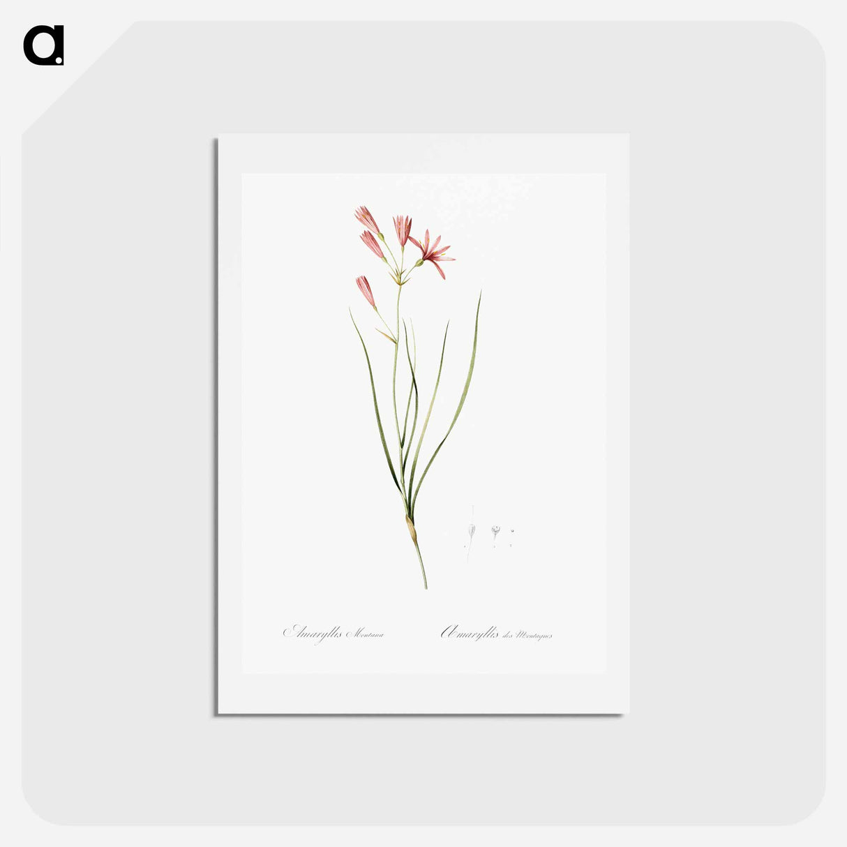 アートポストカード-Amaryllis montana illustration - ピエール ジョゼフ ルドゥーテ Postcard.