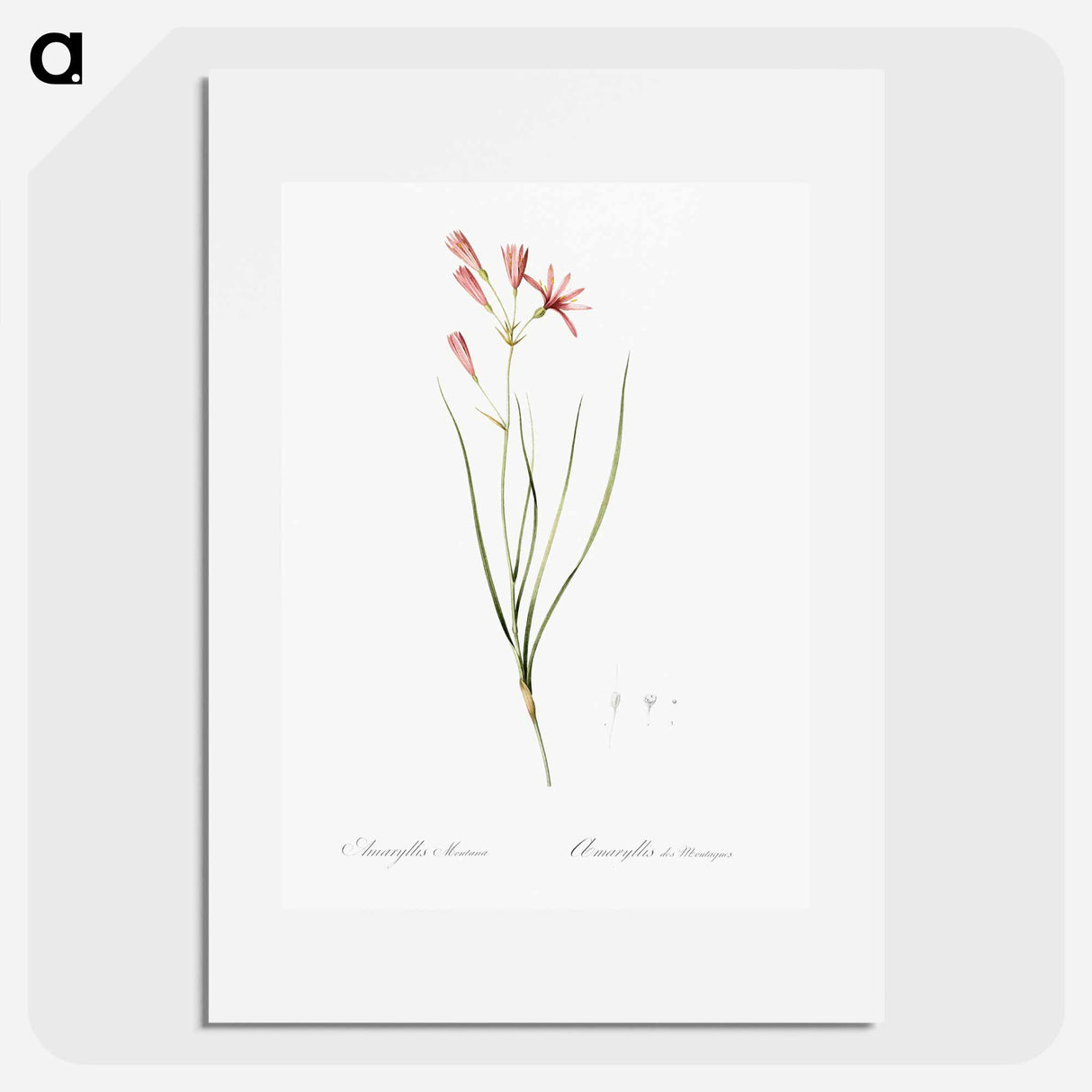 アートポスター-Amaryllis montana illustration - ピエール ジョゼフ ルドゥーテ Poster.