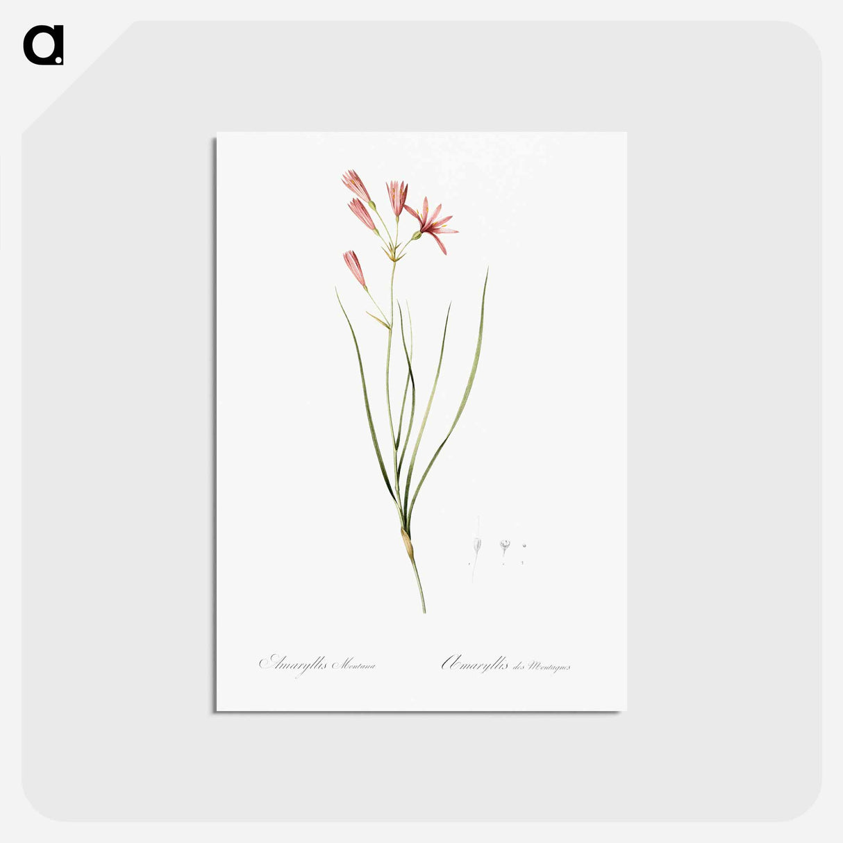 アートポストカード-Amaryllis montana illustration - ピエール ジョゼフ ルドゥーテ Postcard.