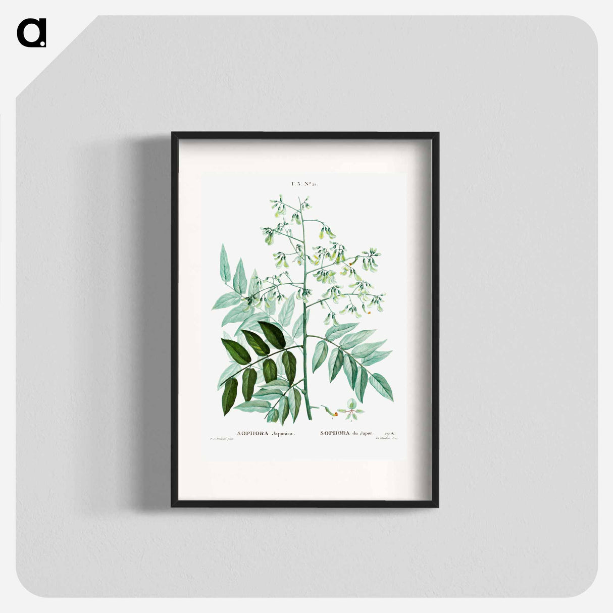 Japanese pagoda tree - Pierre Joseph Redouté Poster.