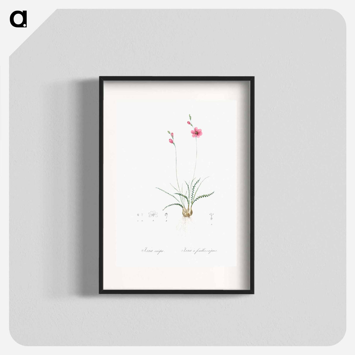 Ixia crispa illustration - Pierre Joseph Redouté Poster.