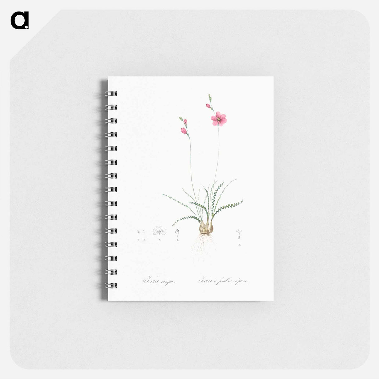 アートメモ帳-Ixia crispa illustration - ピエール ジョゼフ ルドゥーテ Memo.