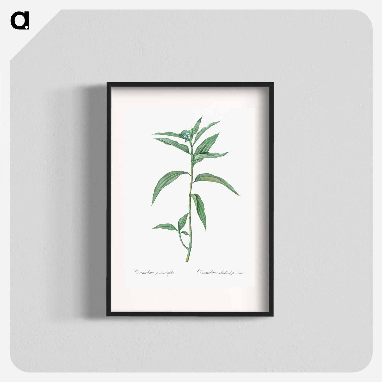 Dayflower - Pierre Joseph Redouté Poster.