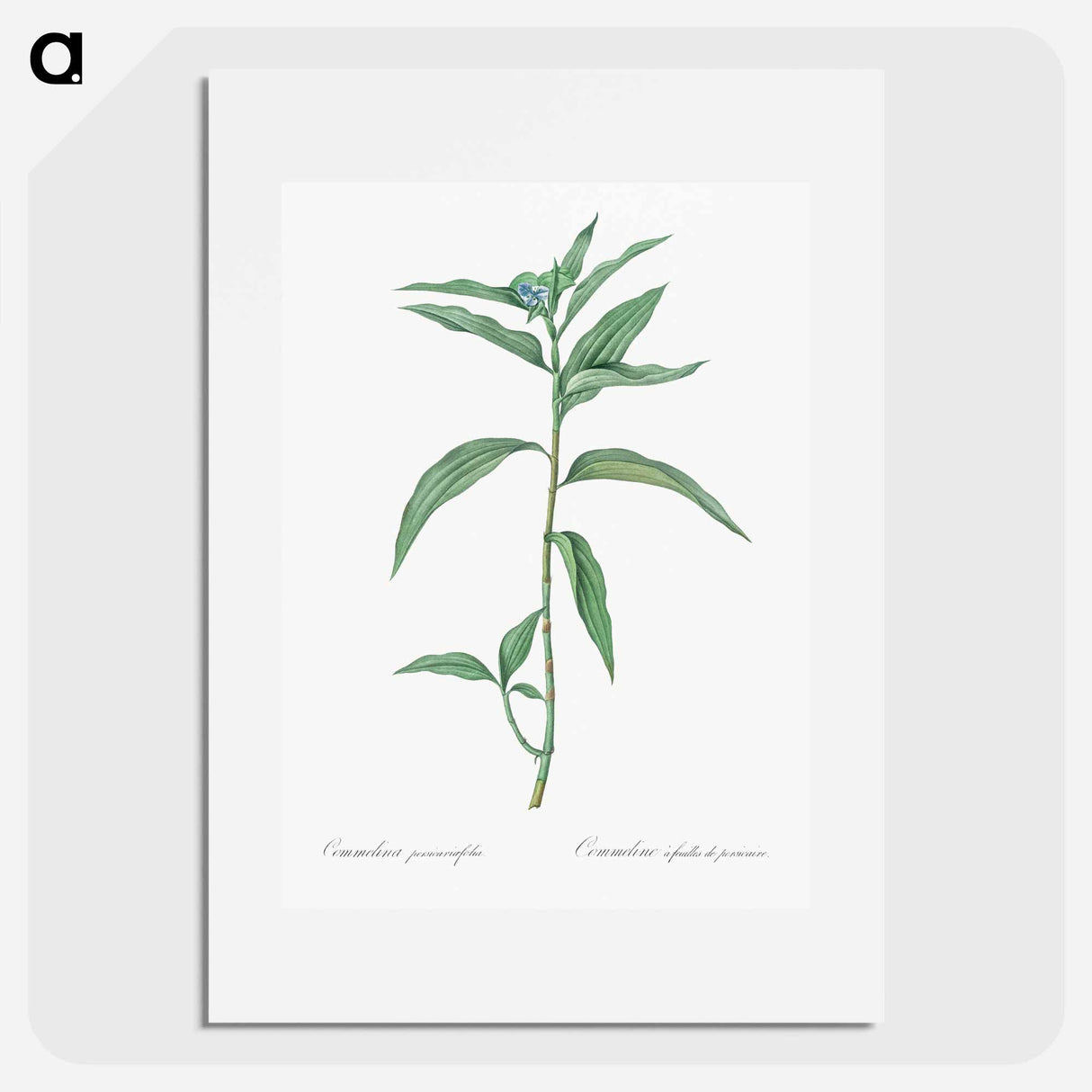 Dayflower - Pierre Joseph Redouté Poster.