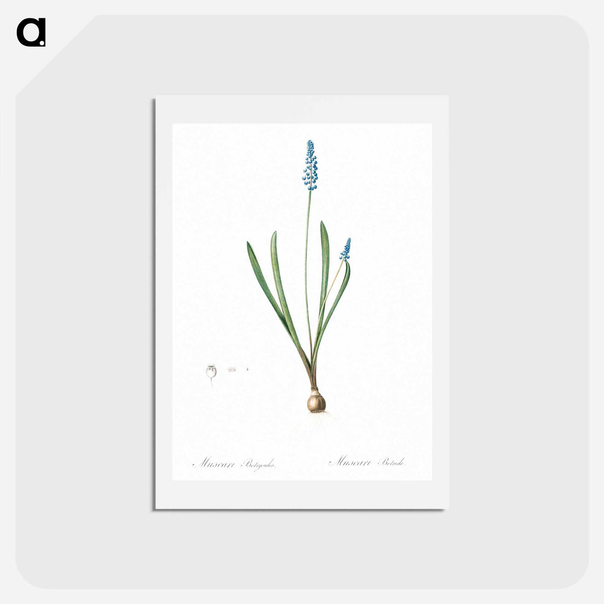 アートポストカード-Grape hyacinth illustration - ピエール ジョゼフ ルドゥーテ Postcard.
