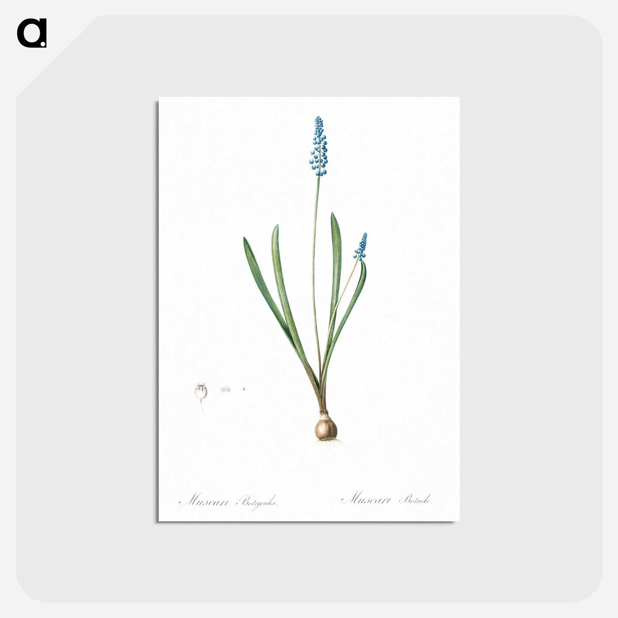 アートポストカード-Grape hyacinth illustration - ピエール ジョゼフ ルドゥーテ Postcard.