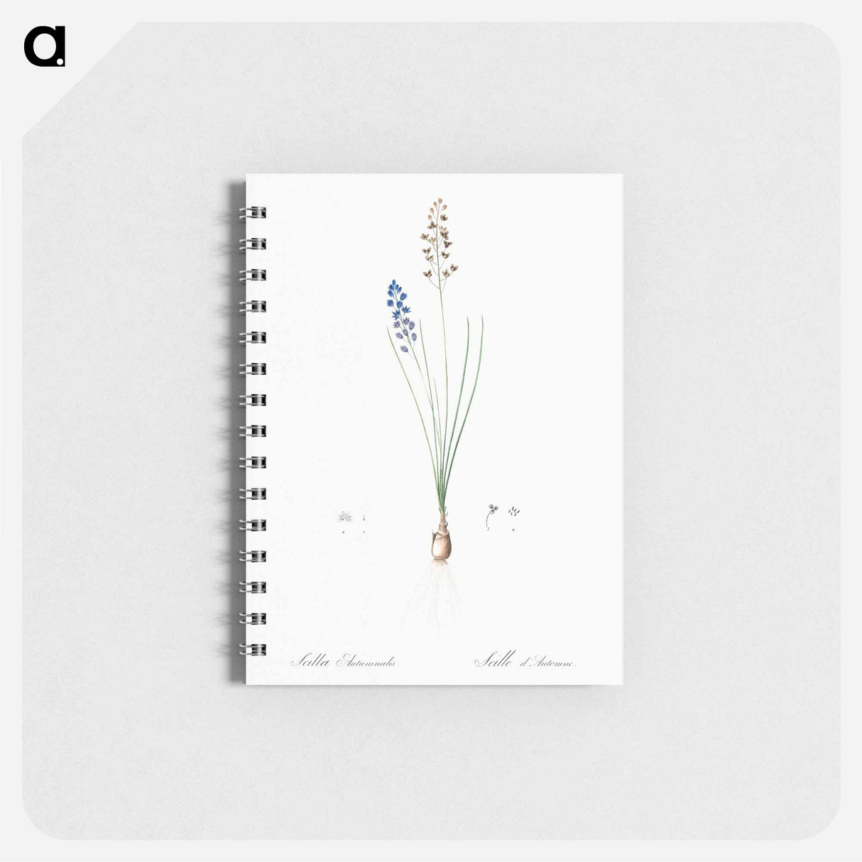 アートメモ帳-Autumn squill illustration - ピエール ジョゼフ ルドゥーテ Memo.